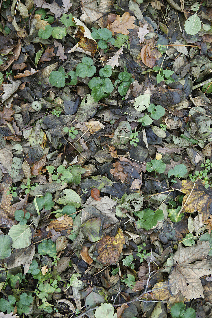 Mixture of fallen leaves on ground
