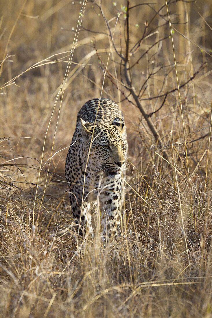 A leopard stalking through grass