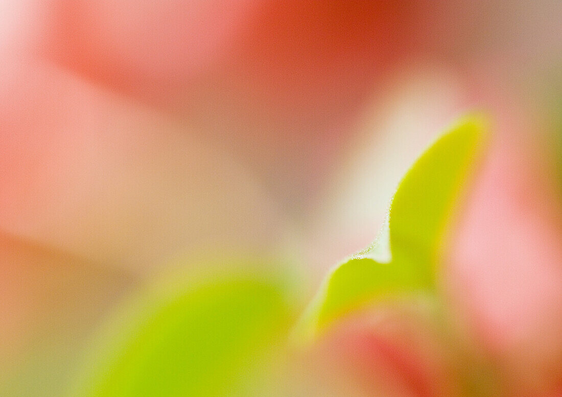 Flower and leaf, extreme close-up, defocused