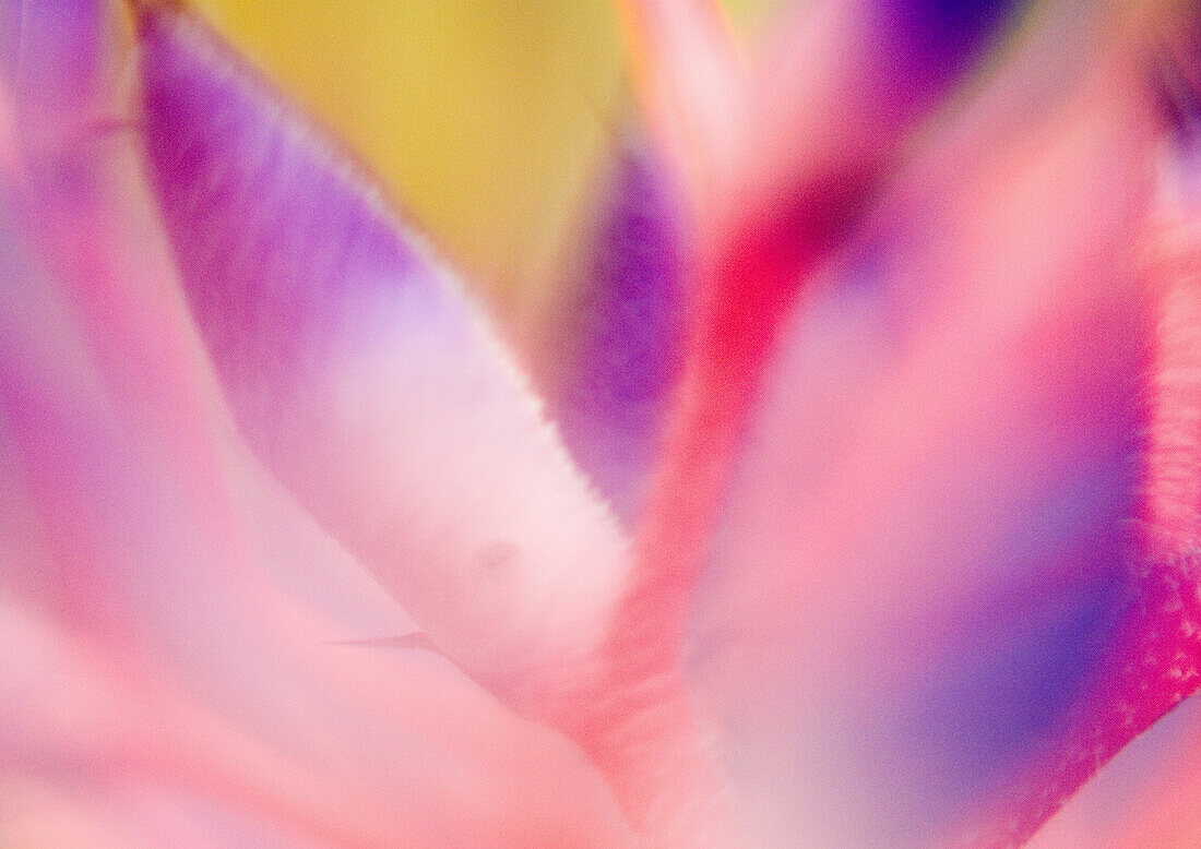 Bromeliad flower, extreme close-up