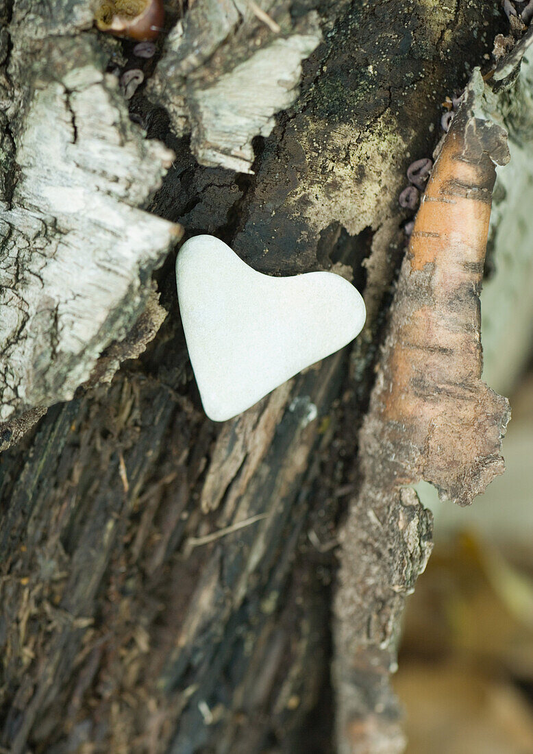 Heart shaped stone on bark