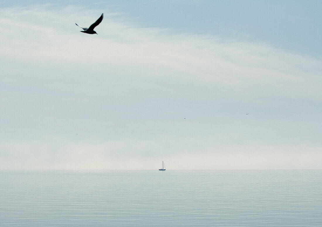 Seagull flying over lake