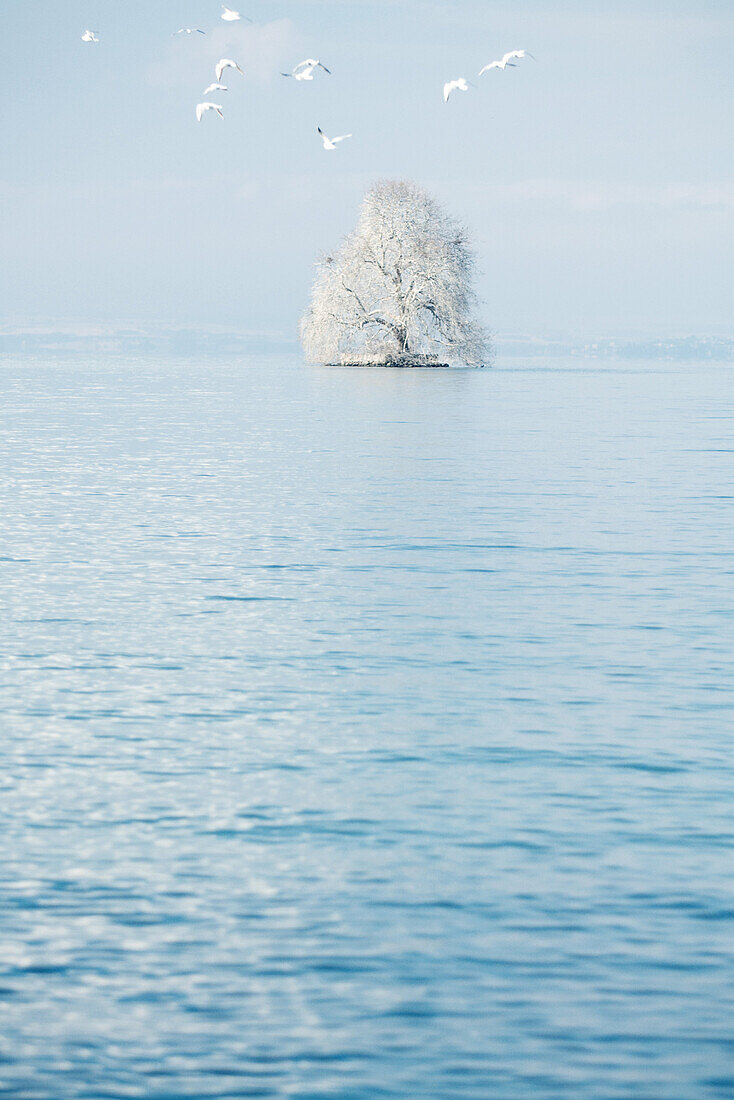 Snow-covered tree in middle of lake, birds in foreground