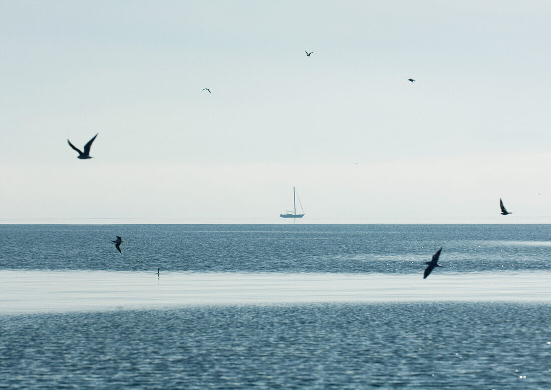 Seagulls flying over water, boat in background