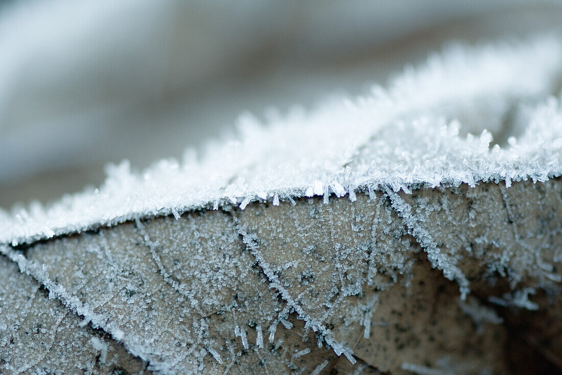 Frost on leaf, extreme close-up