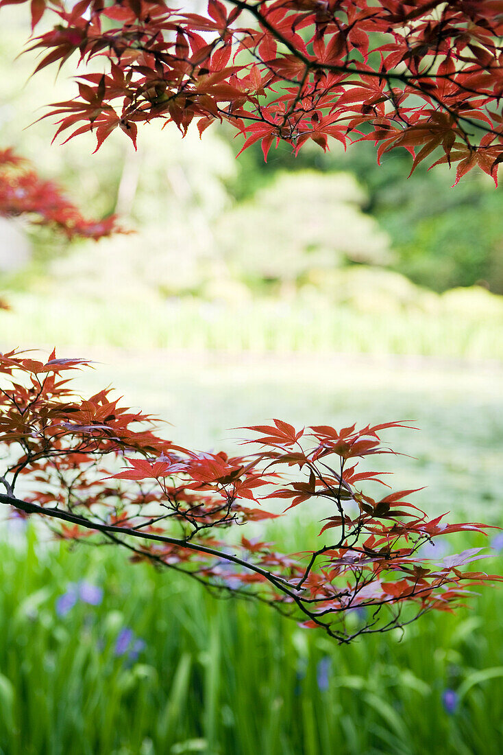 Japanese maple tree in garden, cropped view