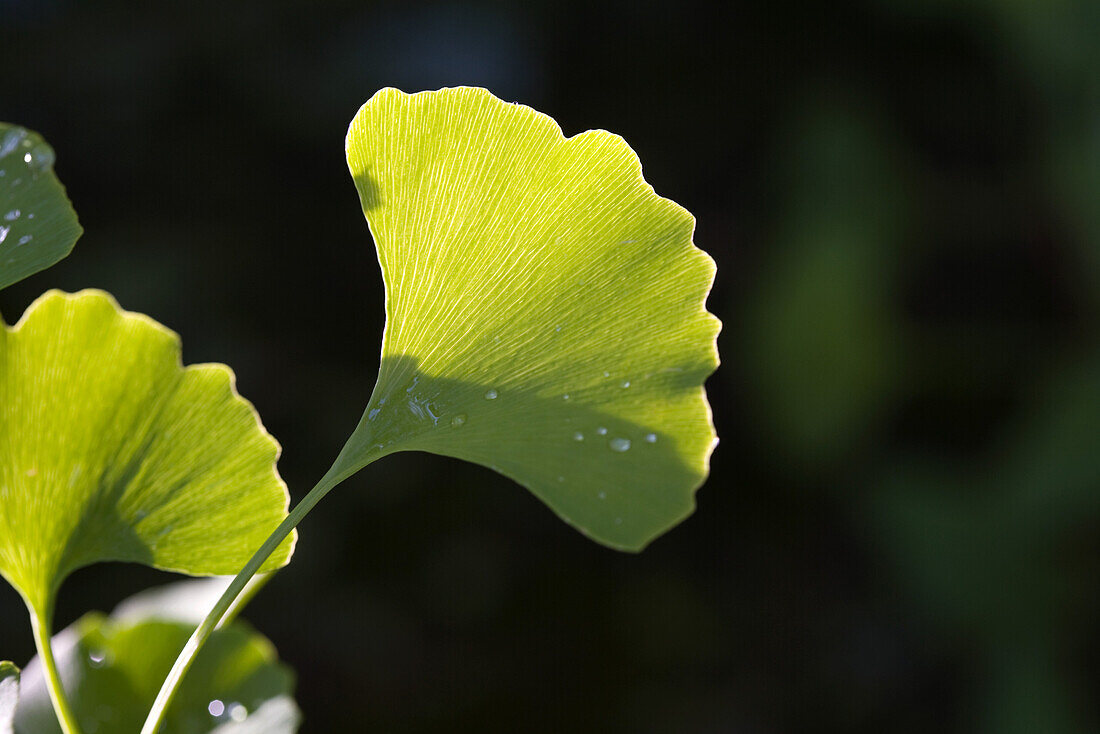 Ginkgo leaf with dew drops, close-up