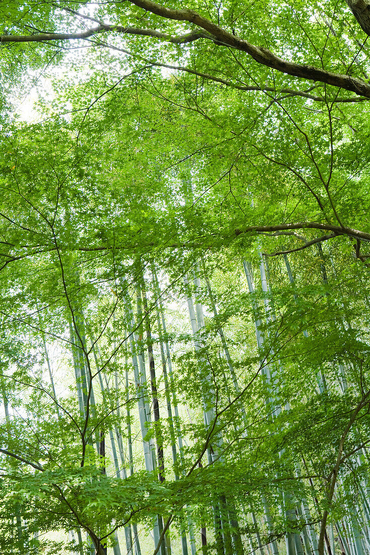 Trees and bamboo growing in forest