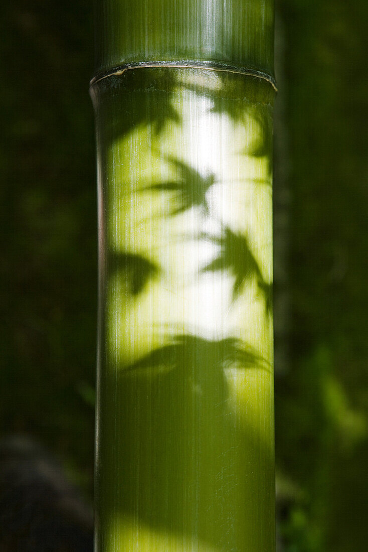 Leaf shadows on bamboo, close-up