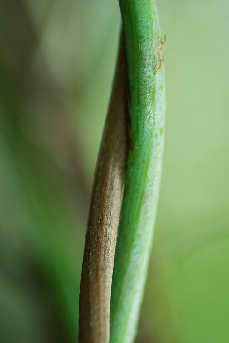 Intertwined stems, close-up