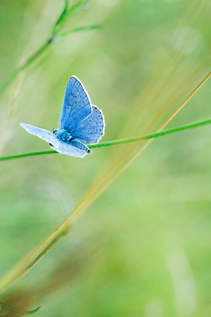 Butterfly perching on stem