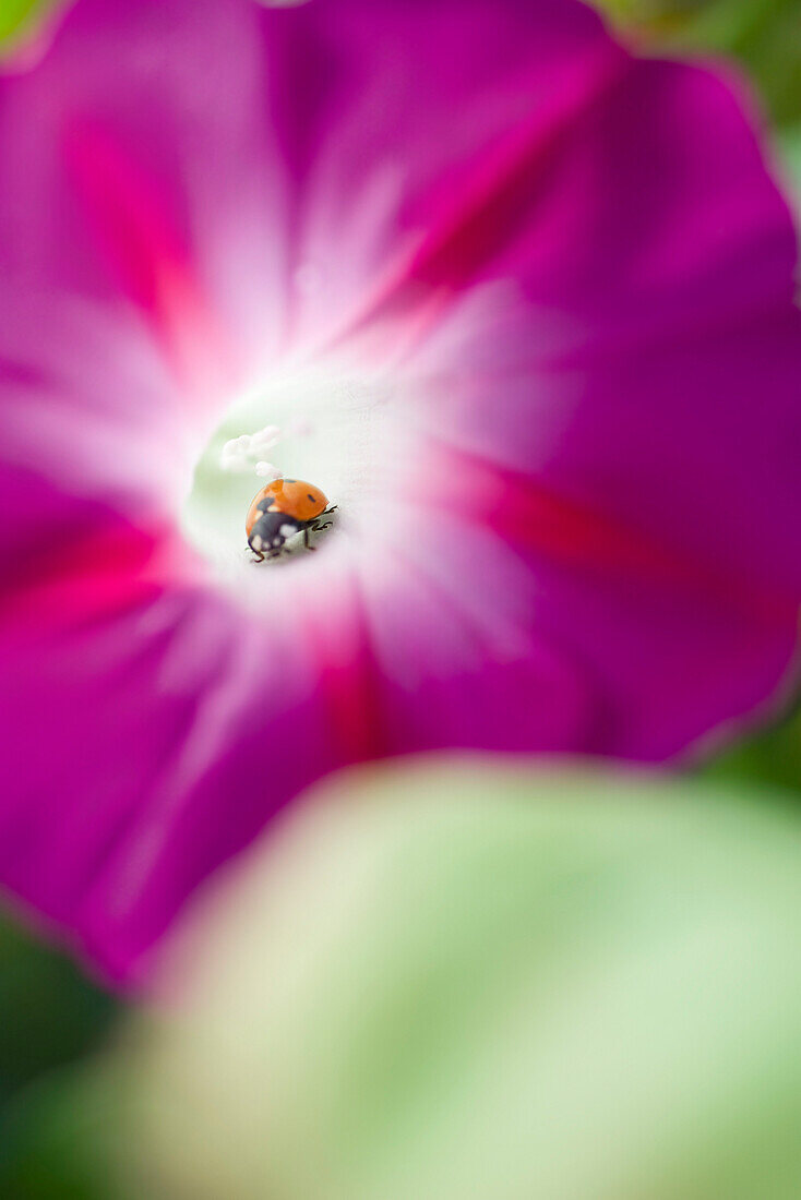 Lady bug crawling on morning glory flower, close-up