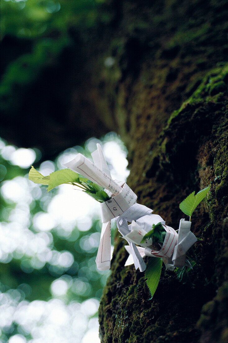 Omikuji papers tied to tree