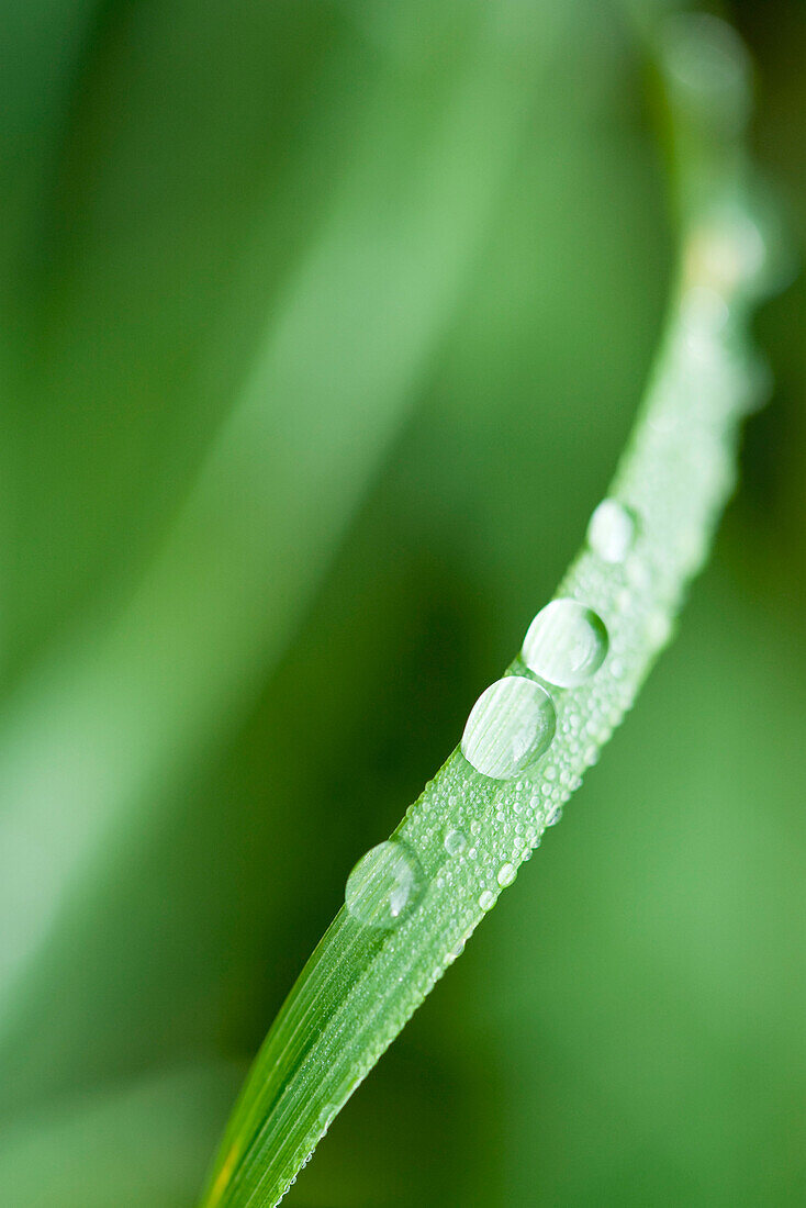 Dew drops on blade of grass