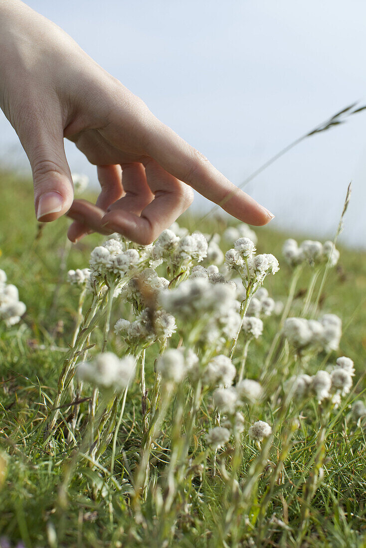 Hand over white flowers in meadow, cropped
