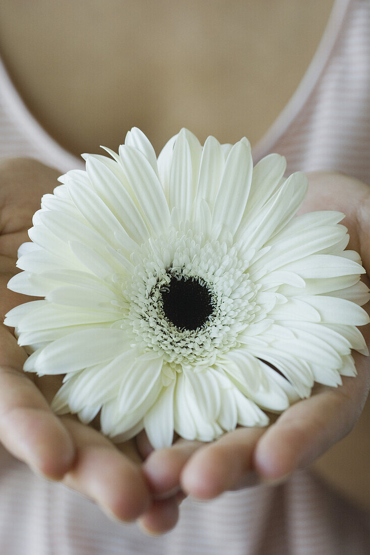 Woman holding gerbera daisy, cropped