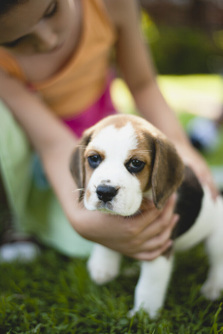 Girl petting beagle puppy
