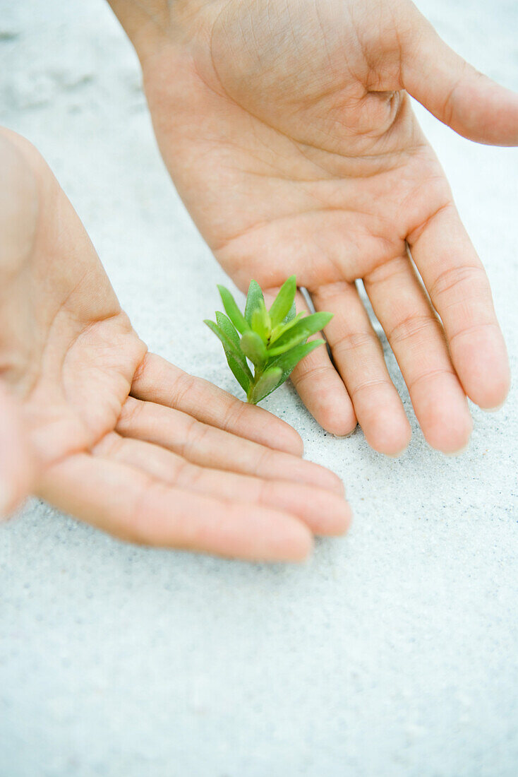 Cupped hands next to seedling growing in sand, cropped view