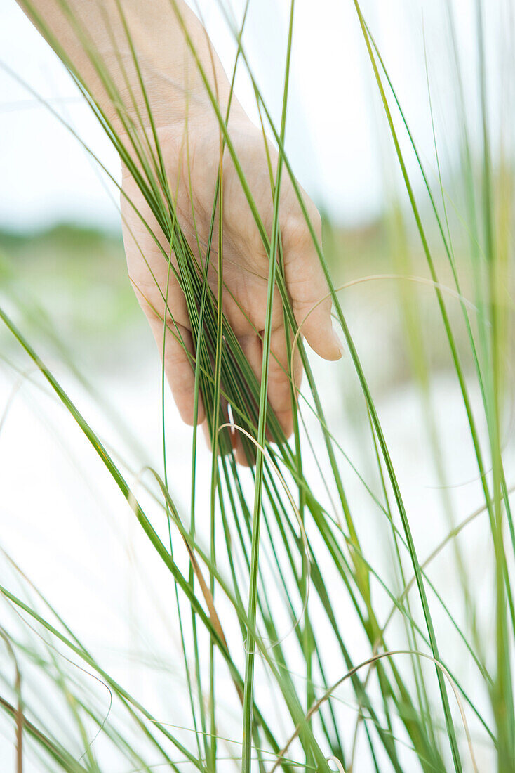 Hand touching dune grass, close-up