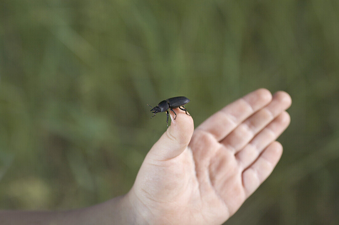 A child holding a beetle, detail of hand