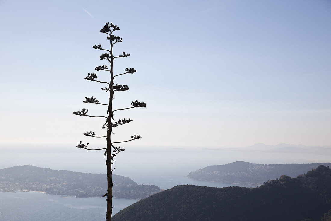 Tree on hilltop with seascape and landscape below in background