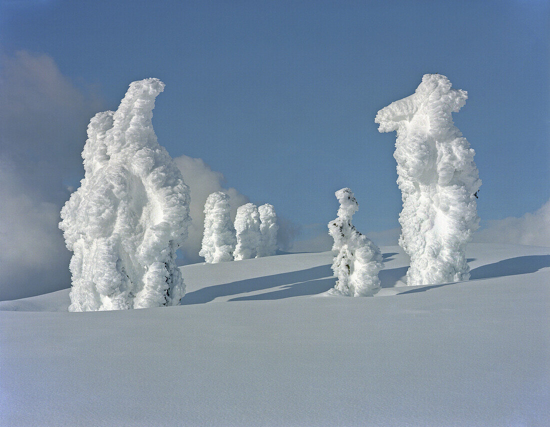 Trees covered in snow on a mountain slope, Mount Seymour, Vancouver, British Columbia, Canada