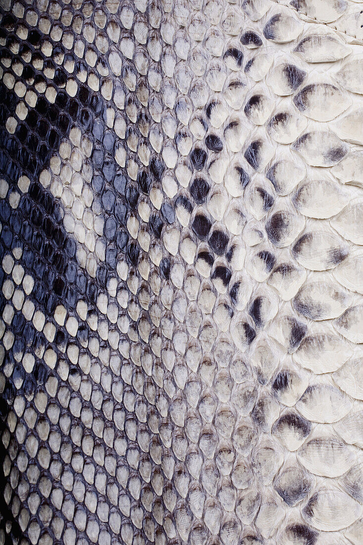Snakeskin close-up