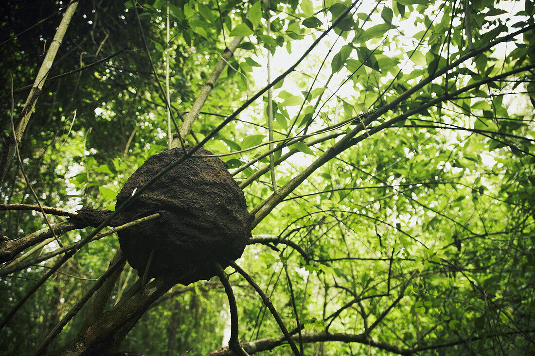 Low angle view of wasp's nest on tree