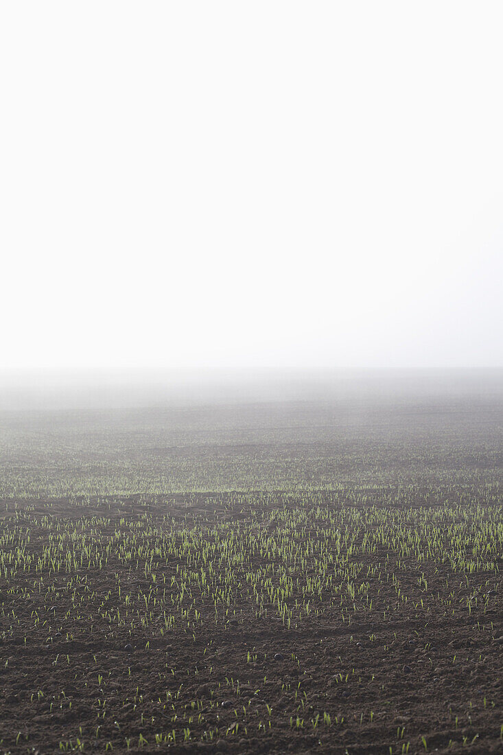 View of agricultural field in foggy weather against clear sky