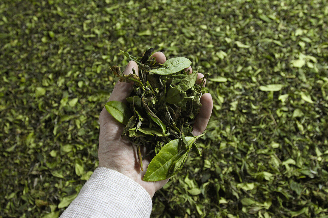 Cropped image of hand holding tea leaves kept for drying