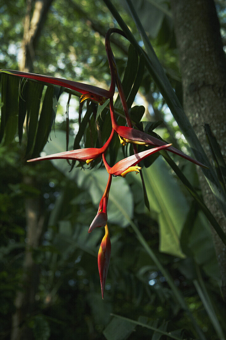 Red flower growing in forest