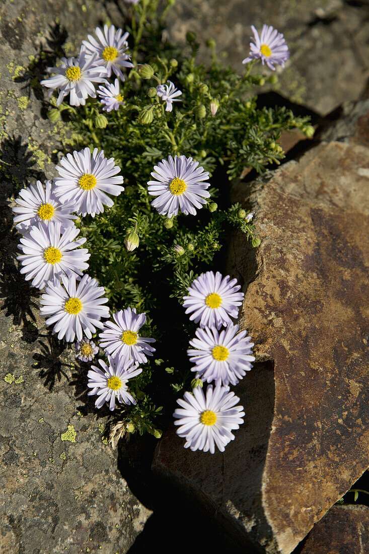 High angle view of flowers growing in rock