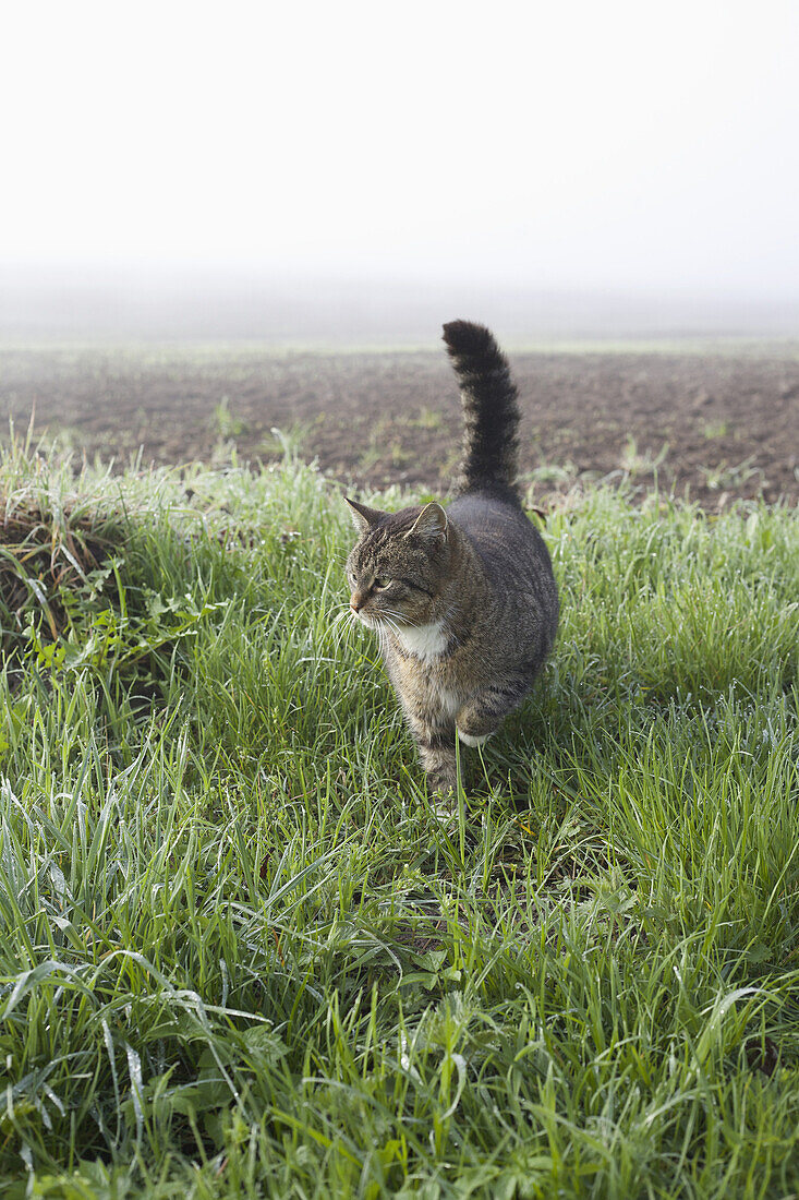 Cat walking on grassy field