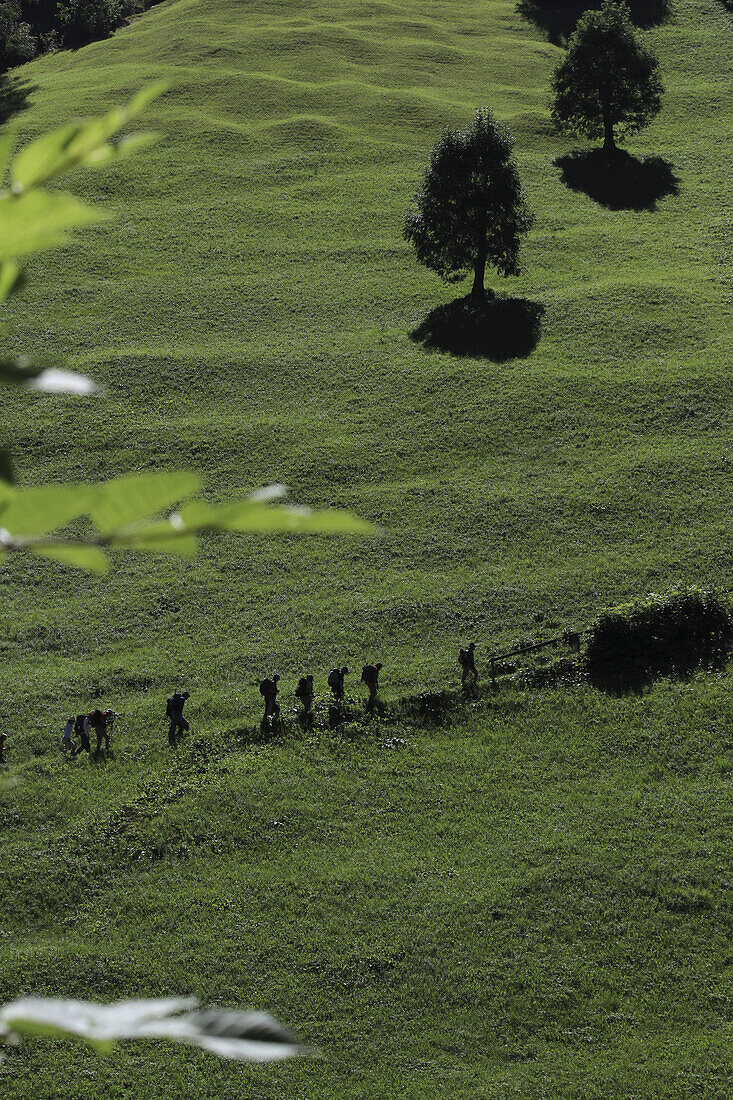 Hikers walking along a green mountainside