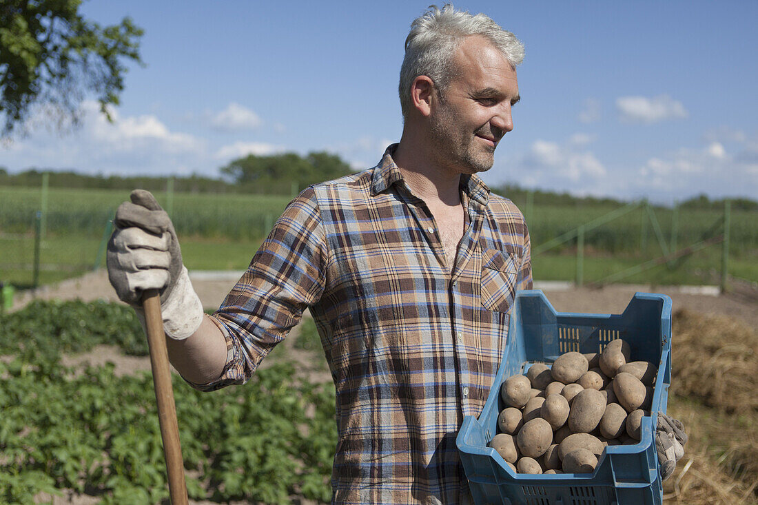 Smiling mature man carrying crate of harvested potatoes at vegetable garden