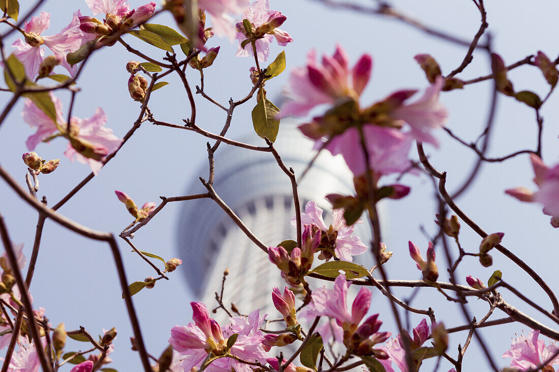 Low angle view of cherry blossom branches against Tokyo Skytree