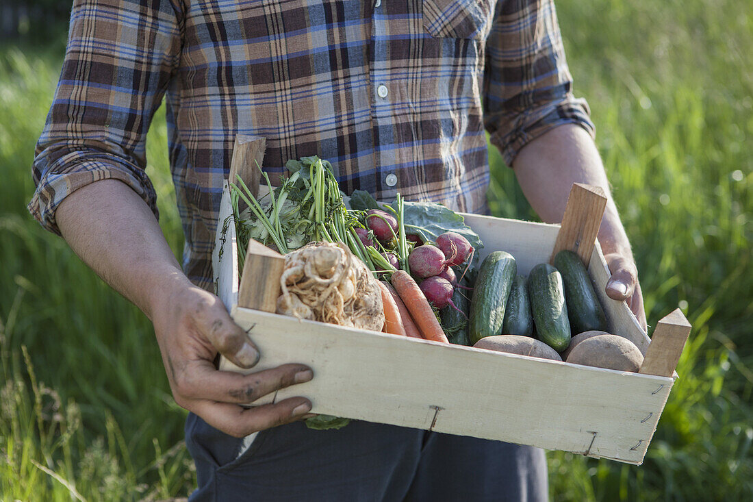 Midsection of mature man carrying crate of freshly harvested vegetables at garden