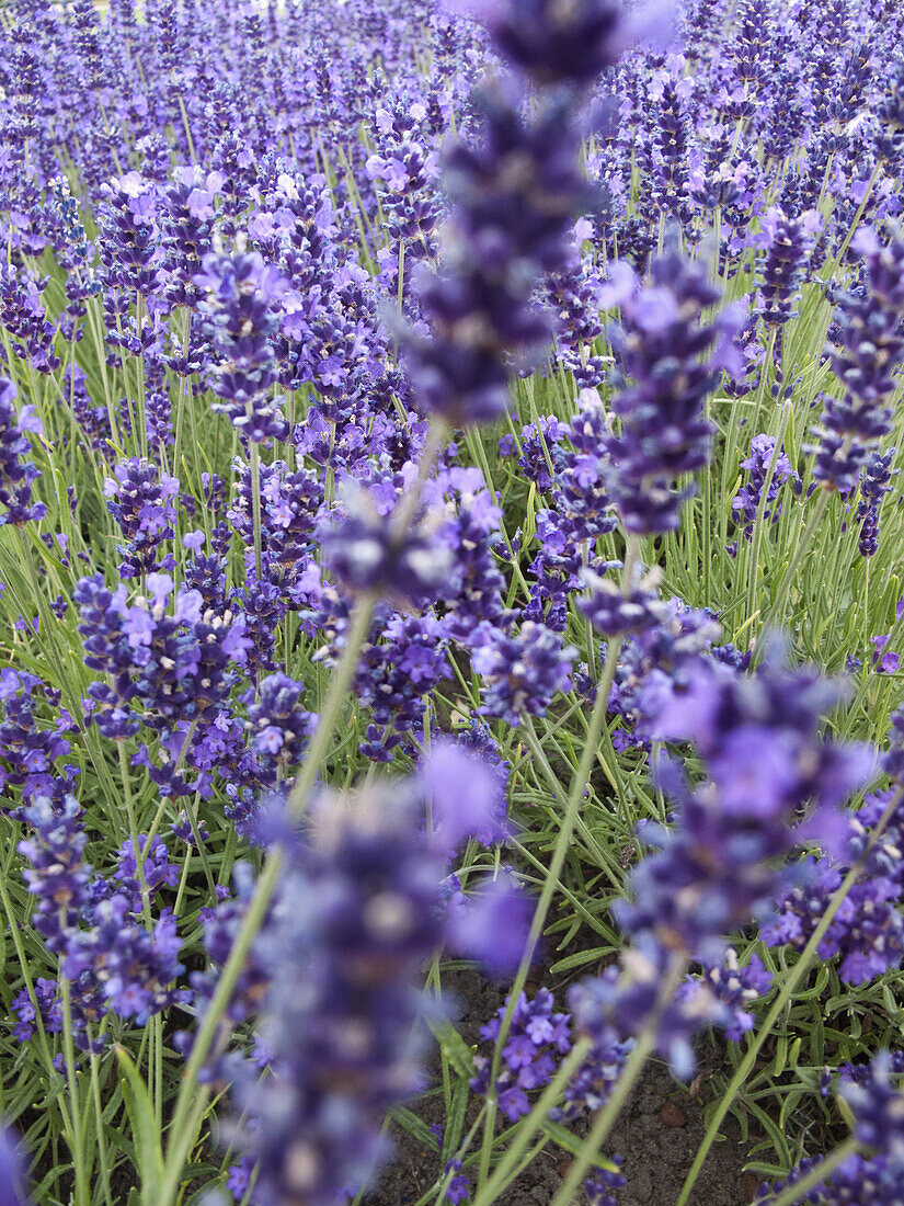 Lavender flowers in field, close-up