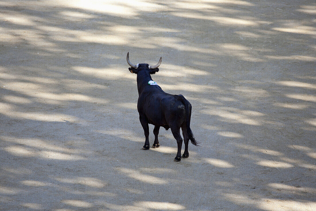 A bull in an arena