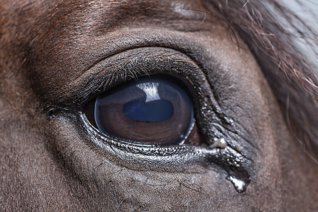 Close -up of horse eye