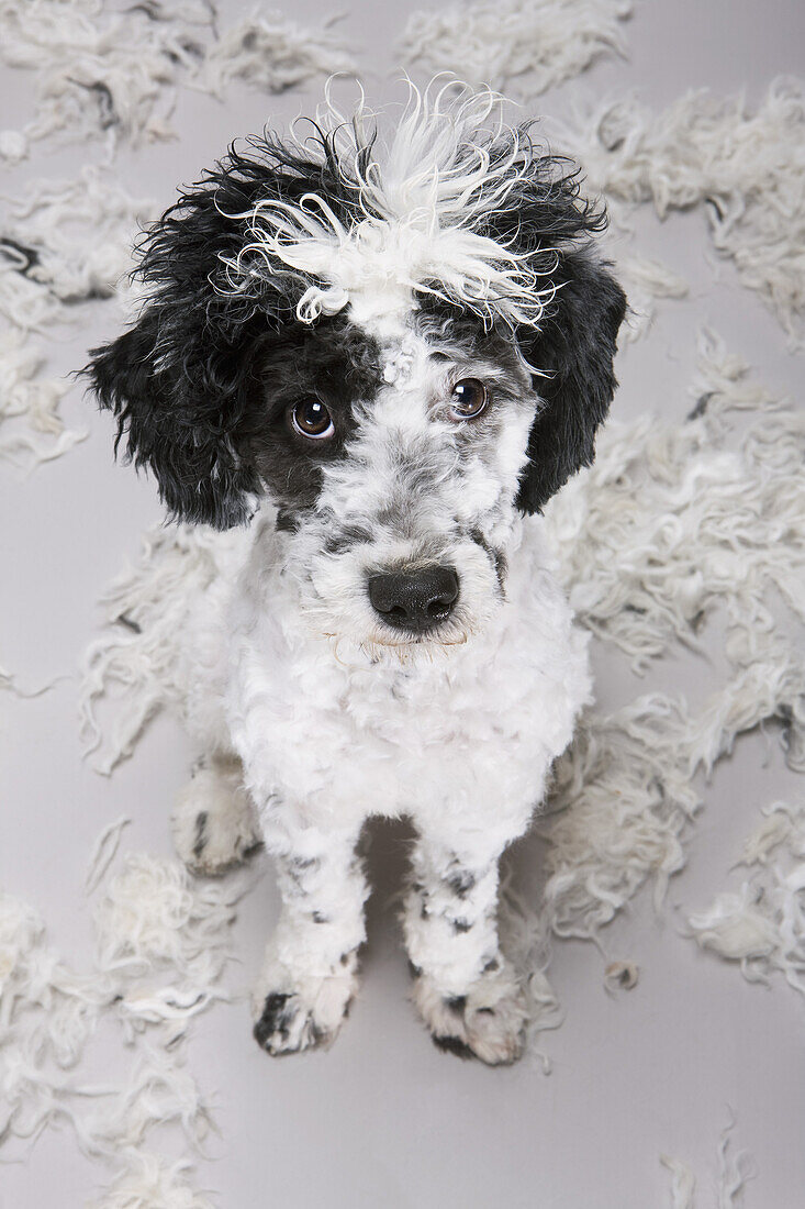 A Portuguese Water Dog looking uncertain about his new hairstyle