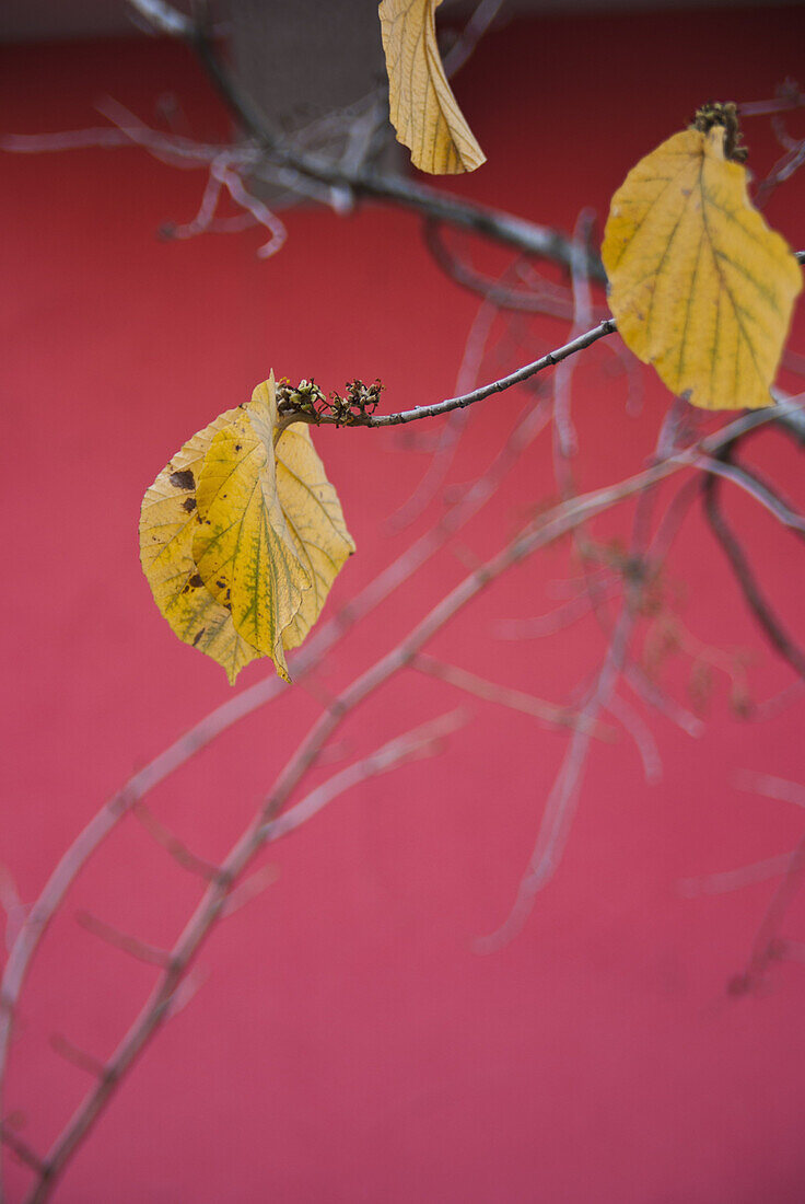 Close-up of autumn leaf