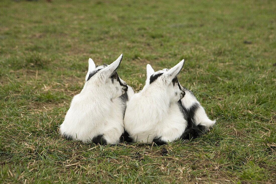 Goat kids lying on grass