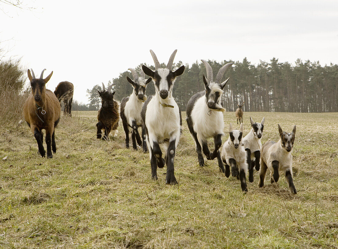 Goats running with kids