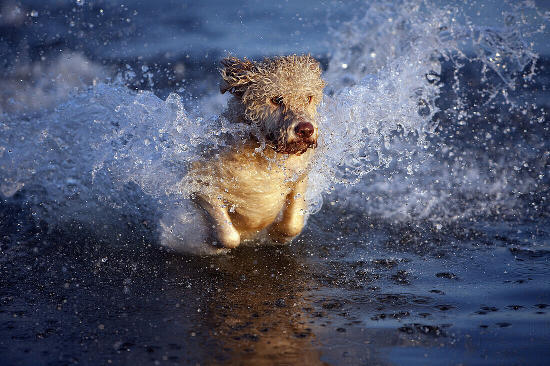 A Portuguese Water Dog splashing through water