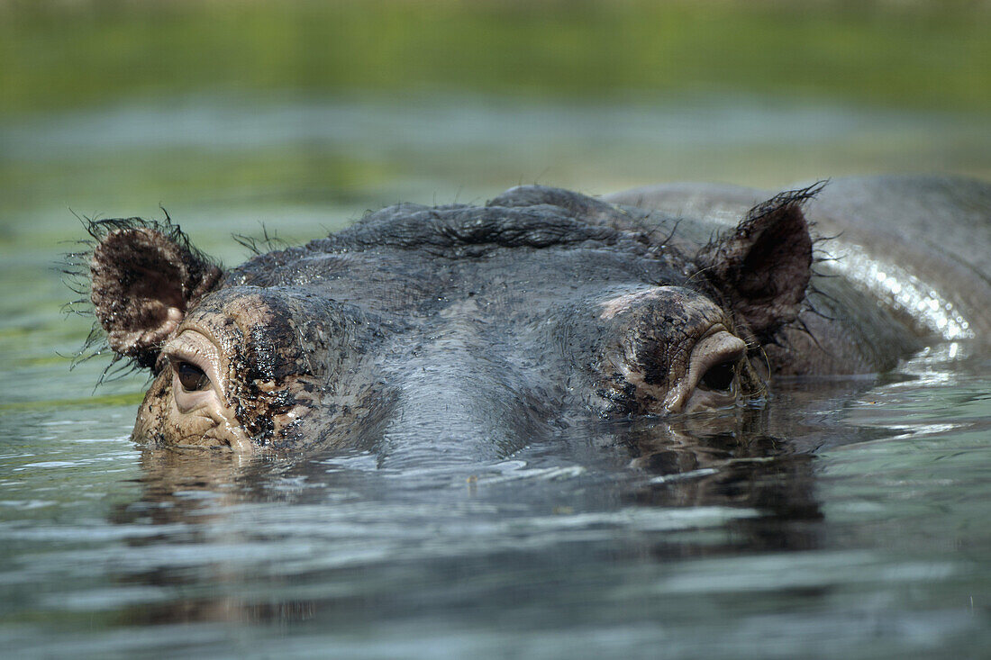 Hippopotamus swimming in water, close-up