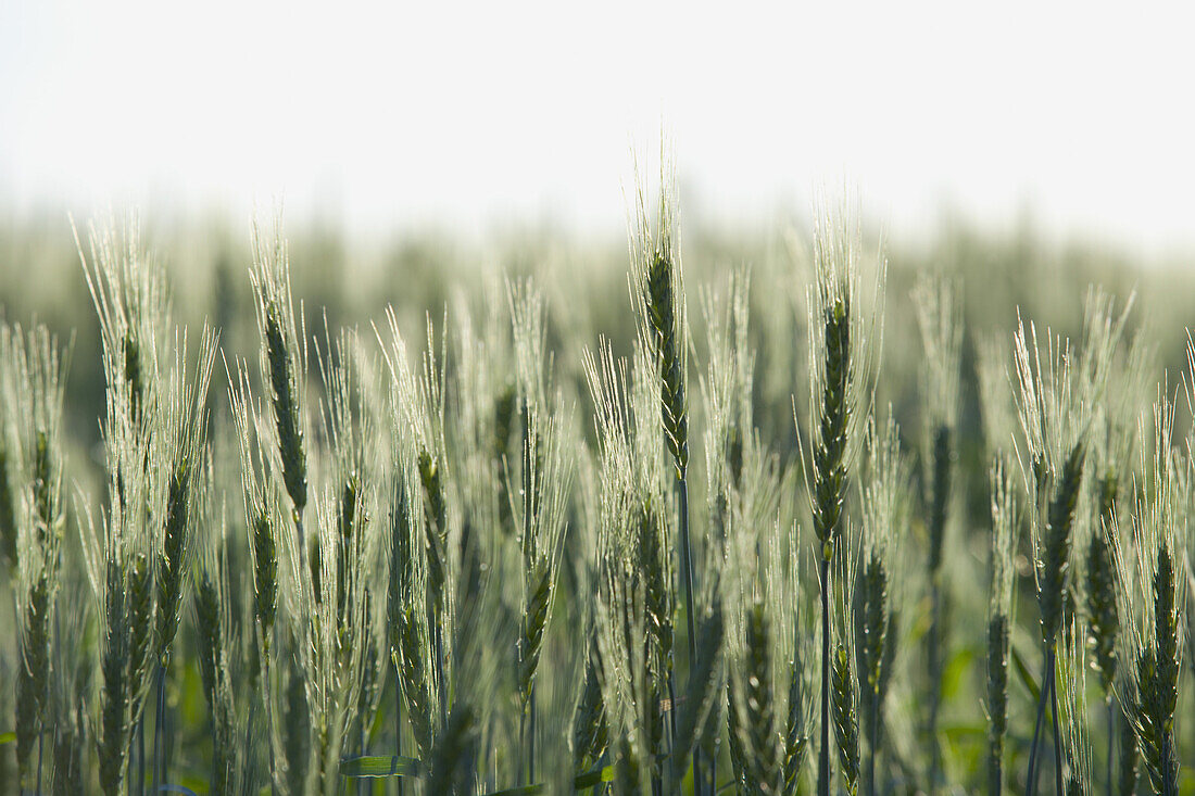 Green wheat field in spring
