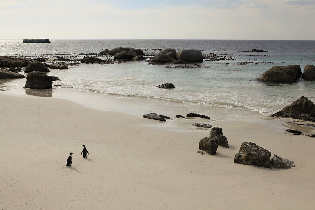 Two penguins walking on beach, Simon's Town, South Africa