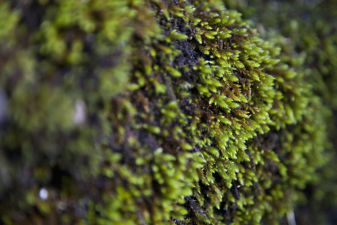 Close-up of green moss