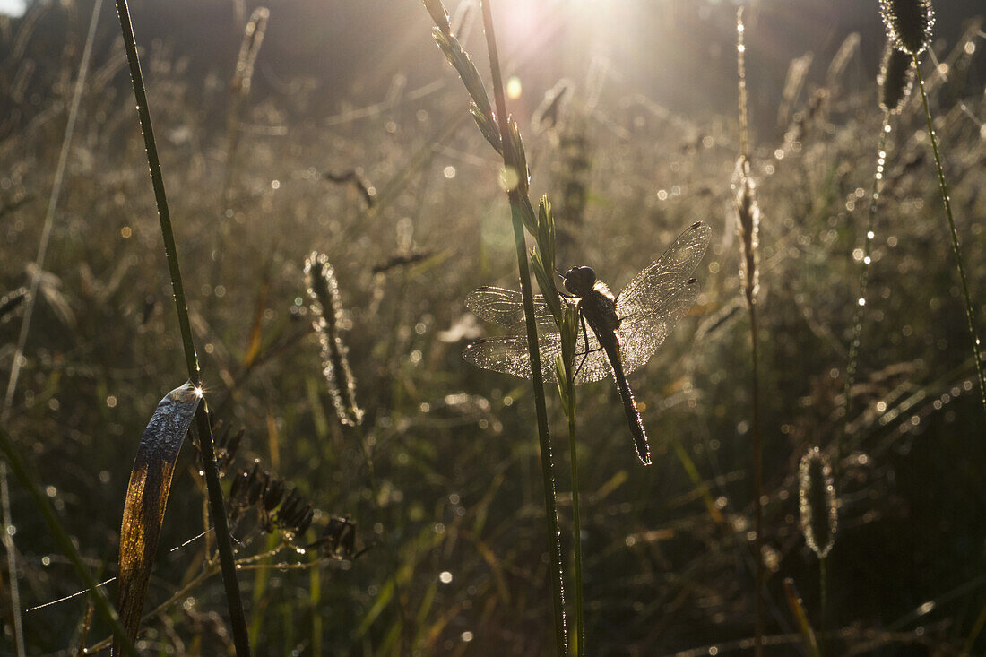 A dragonfly in summer